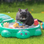 2017 Gerbil Calendar | Wall Calendar - Image 3