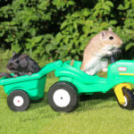 2017 Gerbil Calendar | Wall Calendar - Image 4