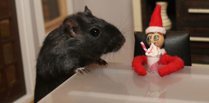 This Gerbil Has His Own Elf! – Part 2 – 2016