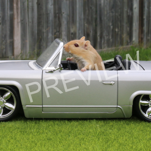 8 x 10 Gerbil in Car Framed Print