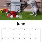 2020 Gerbil Calendar | Wall Calendar - Image 5
